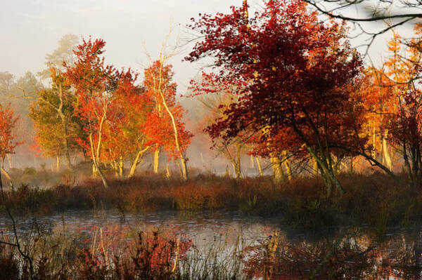  Photograph - First Light at The Pine Barrens by Louis Dallara