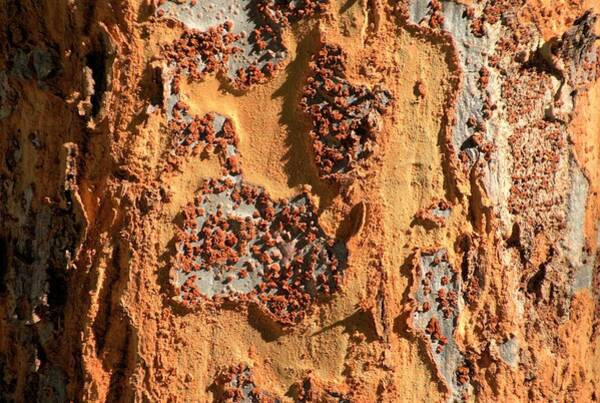 Tree Bark Abstract Art Print