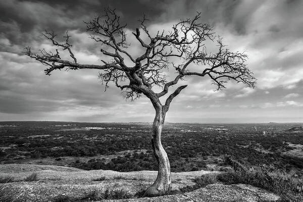 Tree On Enchanted Rock In Black And White Art Print