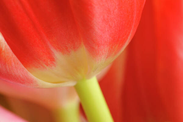 Wall Art - Photograph - Abstract Spring Tulips Full Frame Macro by Jpecha