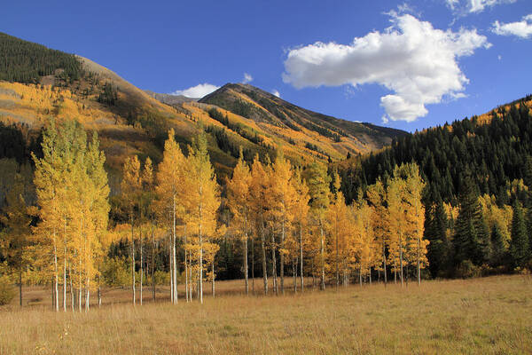 Wall Art - Photograph - Aspen Trees In The Elk Mountains by John Kieffer