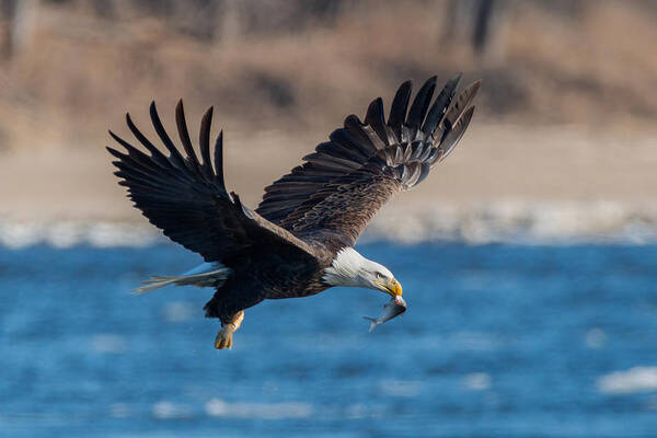 Bald Eagle Wall Art featuring the photograph Bald Eagle 3 by Jian Xu
