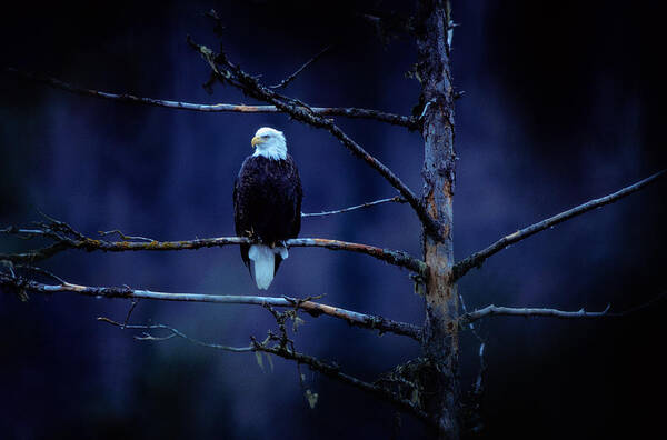 Wall Art - Photograph - Bald Eagle Haliaeetus Leucocephalus On by Art Wolfe