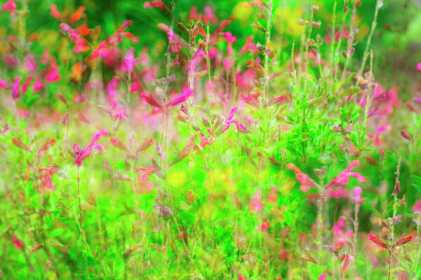 Blowing In The Spring Wind Art Print