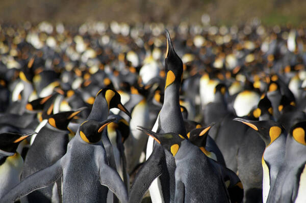 Wall Art - Photograph - Emperor Penguin Colony by Simon Bottomley