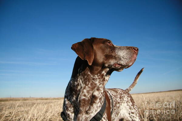 can a german shorthaired pointer and a aidi be friends