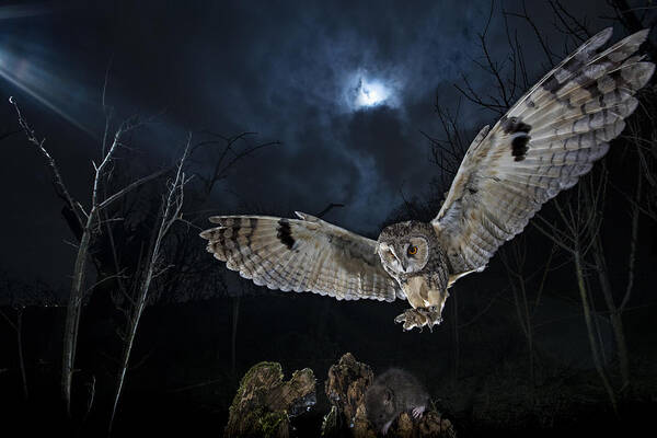 Wall Art - Photograph - Long Eared Owl by Fabrizio Moglia