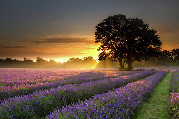 Mayfair Lavender At Sunrise Art Print