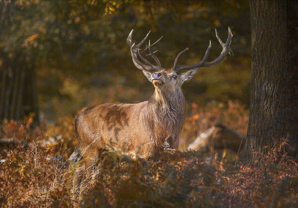 Wall Art - Photograph - October Deer by Marketa Zvelebil Phd Lrps Crgp.