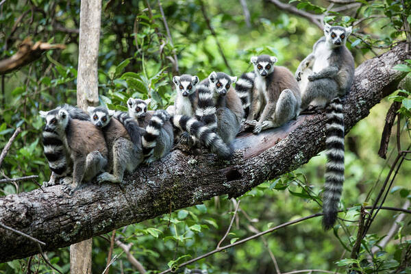 ring tailed lemurs madagascar paul souders