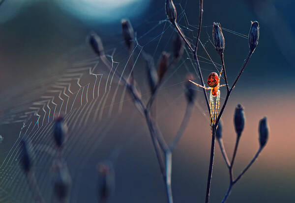 Spider on a Sunlit Web Wall Art