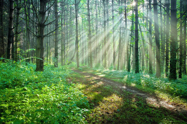 Wall Art - Photograph - Sunbeams Filtering Through Trees On A by Drnadig