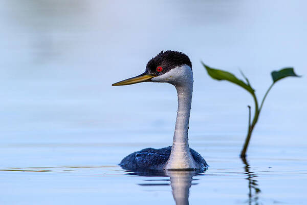 Wall Art - Photograph - Western Grebe Profile by Verdon