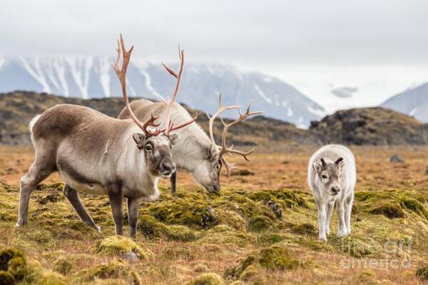 Arctic Reindeer Art - Fine Art America