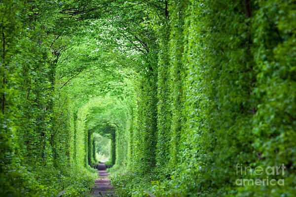 AE065 TUNNEL OF LOVE Photo Picture Poster Print Art A0 to A4 NATURE POSTER 