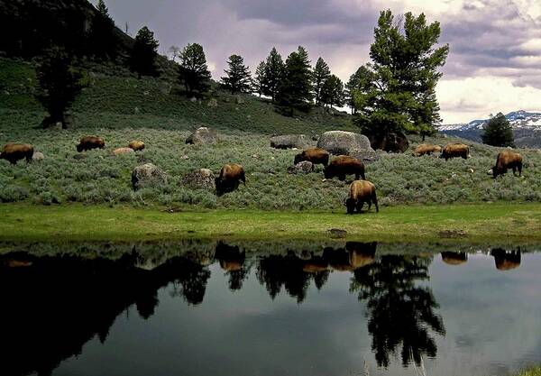 Wall Art - Photograph - Yellowstone Views by Image Brought To You Through The Eye Of Andrew Parker