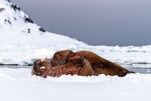 An Adult Walrus, Odobenus Rosmarus, Hauled Out On The Snow, With The Pristine Mountains Of Svalbard Behind. Art Print
