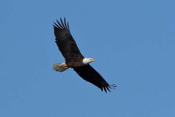 Bald Eagle At Bosque Del Apache Art Print
