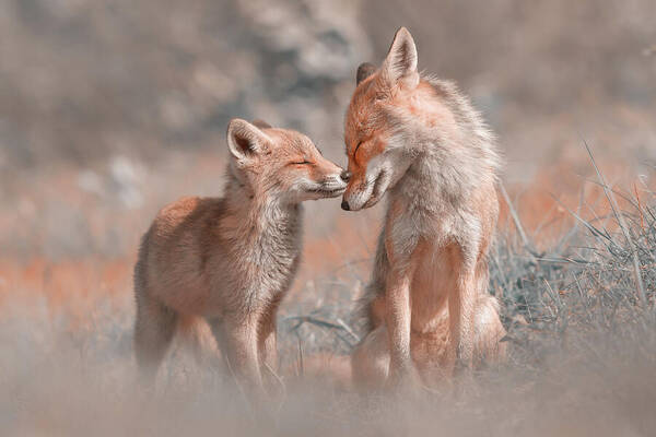 Fox Felicity - Mother And Fox Kit Showing Love And Affection Art Print