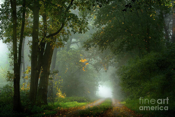  Photograph - Misty Road by Kees Van Dongen