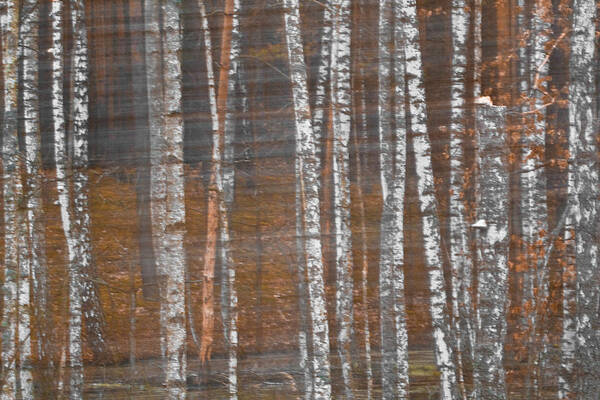  Photograph - Red Birch-Tree by Julia Chodor