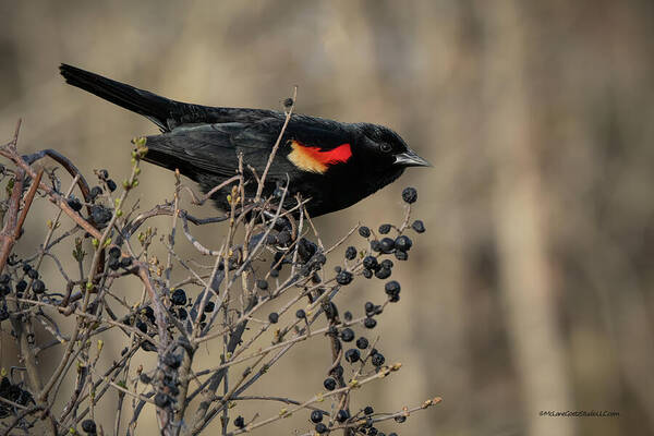  Photograph - Red Winged Black Bird by LeeAnn McLaneGoetz McLaneGoetzStudioLLCcom