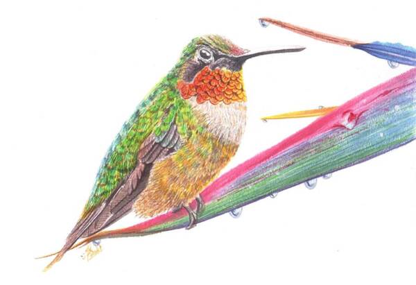 Painting - Ruby Throated Hummingbird by Swati Singh