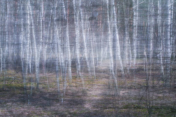  Photograph - Snow Forest by Julia Chodor
