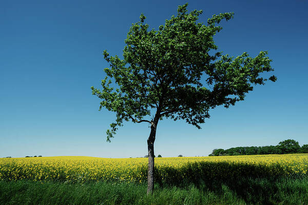  Photograph - The tree and the yellow field by Bo Nielsen