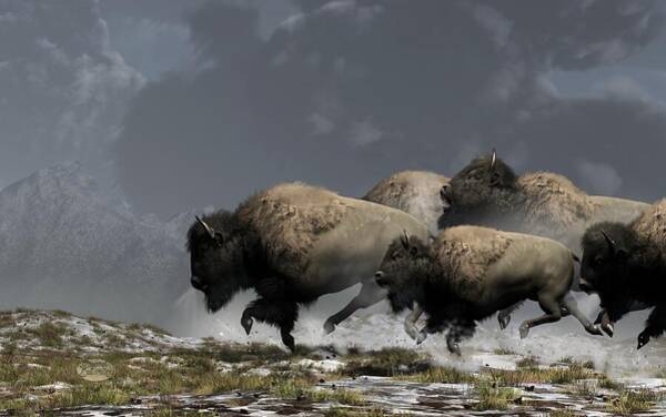 Bison Stampede Art Print