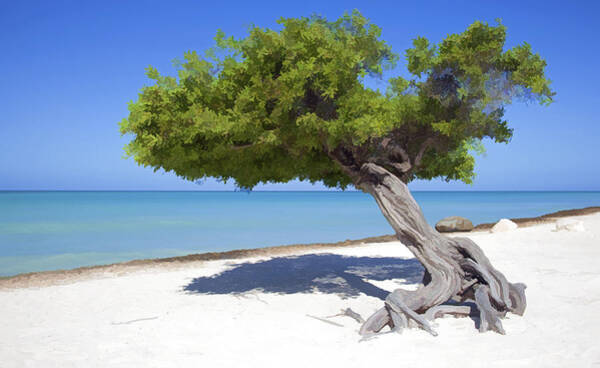 Divi Tree Of Aruba Art Print