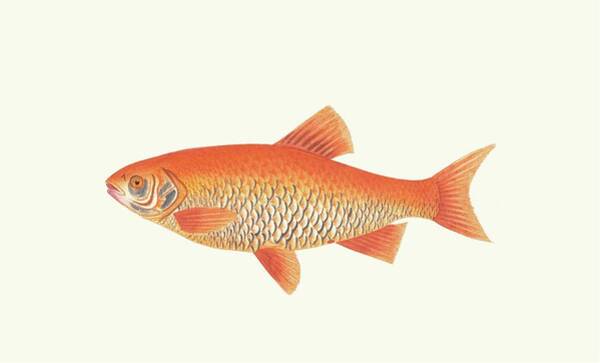 Orange Carp Art Print