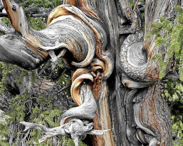 Wall Art - Photograph - Bristlecone Pine - 'I am not part of history - history is part of me' by Alexandra Till