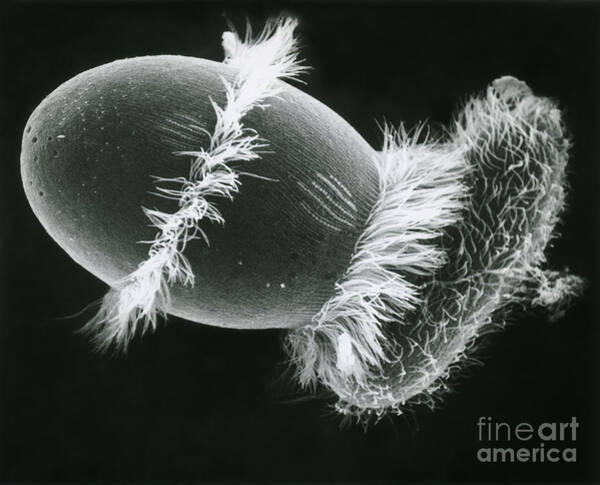 Didinium Ingesting A Paramecium Art Print