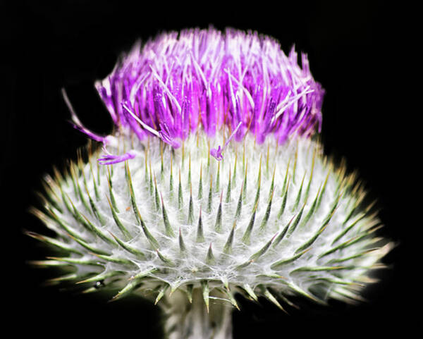 Photography Composition Bumble Bee Thistle Flower Scotland Canvas Art Print