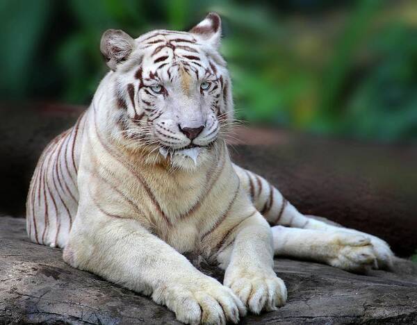 Singapore Zoo White Tiger Art Print