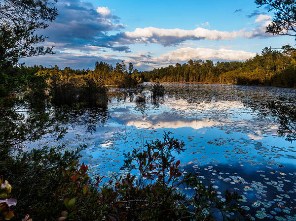  Photograph - Beaver Pond - Pine Lands NJ by Louis Dallara