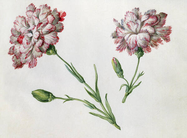 red carnation flower drawing