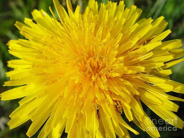 Yellow Dandelion With A Little Heart Art Print