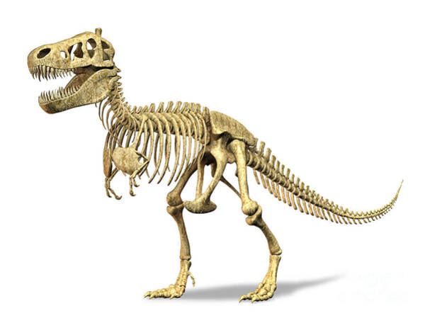 3d Rendering Of A Tyrannosaurus Rex Art Print