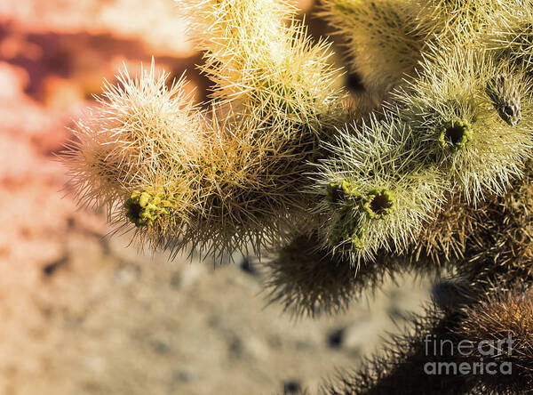 Cholla Cactus #8 Joshua Tree National Park Art Print
