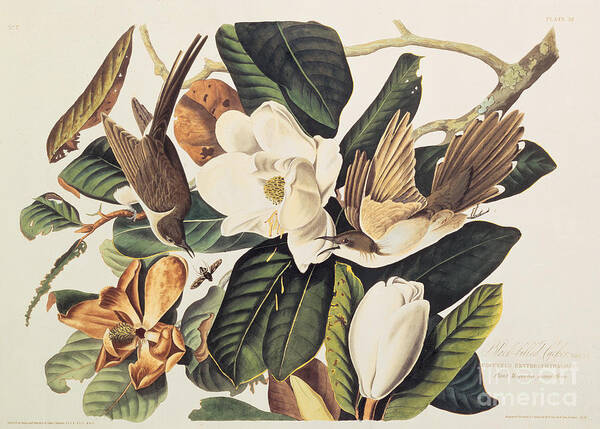 steel magnolias tattooPesquisa do TikTok