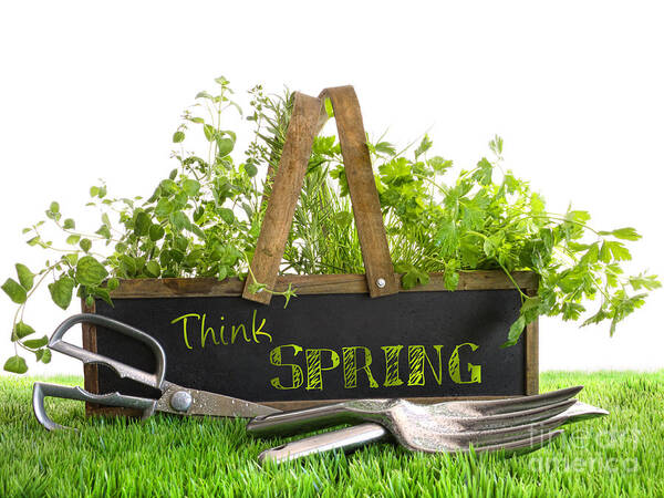 Wall Art - Photograph - Garden box with assortment of herbs and tools by Sandra Cunningham