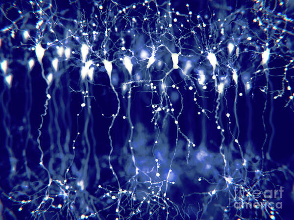 Pyramidal Neurons In The Cerebral Cortex Art Print
