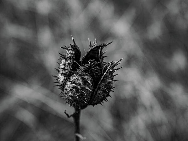  Photograph - Black Seed Pod by Louis Dallara