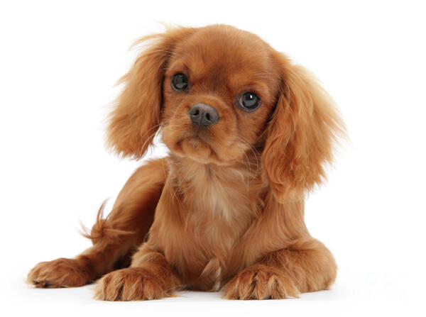 A closeup profile shot of a single isolated ruby Cavalier King