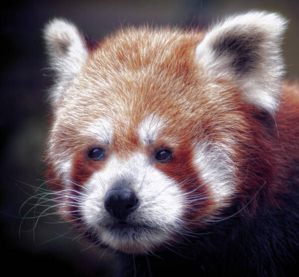 Red Panda #3 Art Print