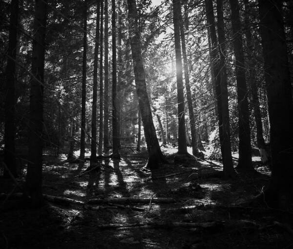 Wall Art - Photograph - Shining Through by Nicklas Gustafsson
