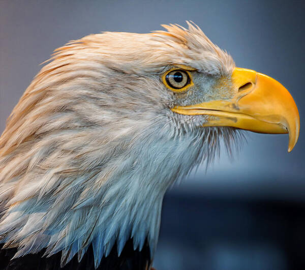 Eagle With An Attitude Art Print