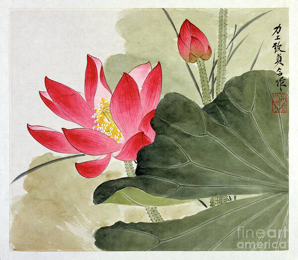 Ruby Red Lotus Flower Art Print